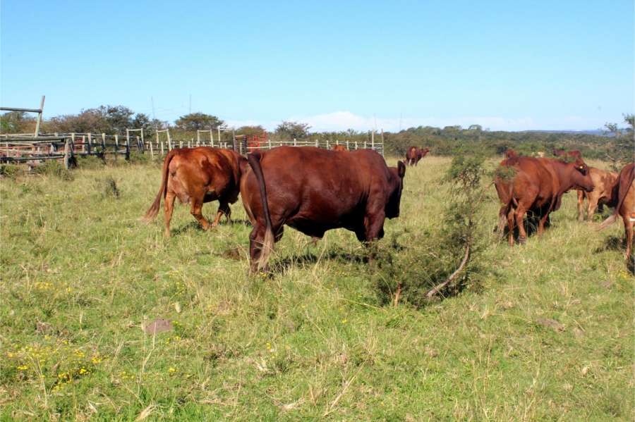 5 Bedroom Property for Sale in Mooiplaas Eastern Cape